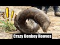 Crazy Donkey Hoof Trimming - Rescue Donkey - Unique ASMR&amp;7