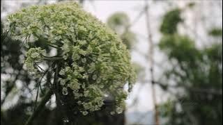 (background video) butiran air hujan.