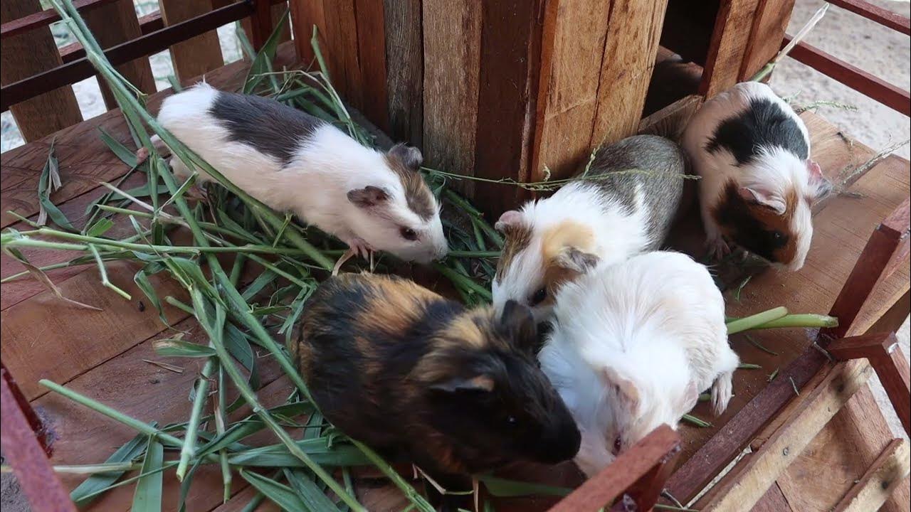 Mouse eat grass and carrots, they live in a new house part 8 YouTube