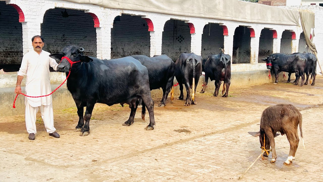 6 سجری سوئی چوٹیاں برائے فروخت 21 فروری  2026 ساروکی گجرات[4688747-0342]