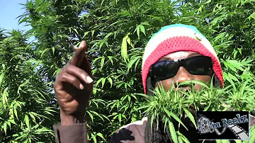 Marlon Asher - Ganja Cowboy [OFFICIAL VIDEO] By TRU REELZ PROD.