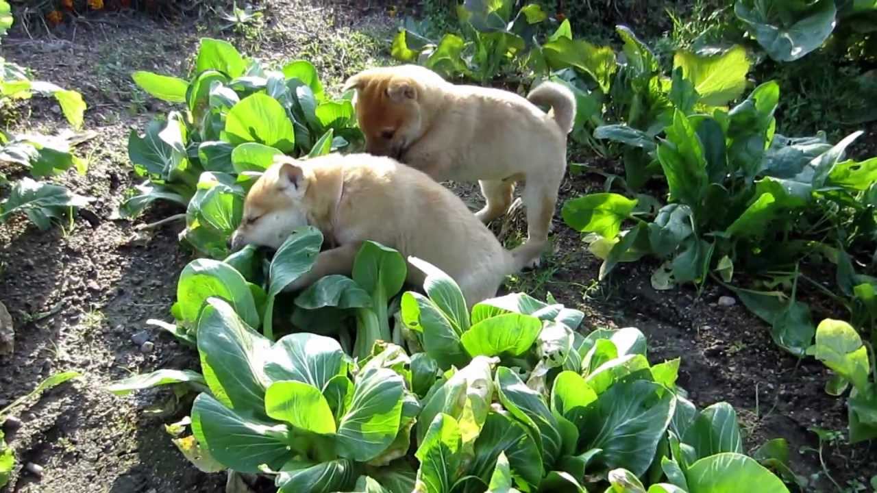 畑 を 荒らす 動物