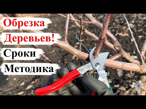 ОБРЕЗКА ПЛОДОВЫХ Деревьев! СРОКИ и МЕТОДИКА