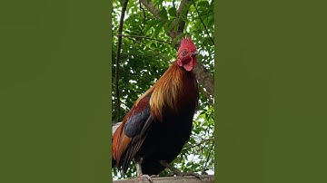 gà rừng mái đẹp trai quá.poj qaib qus zoo nkauj