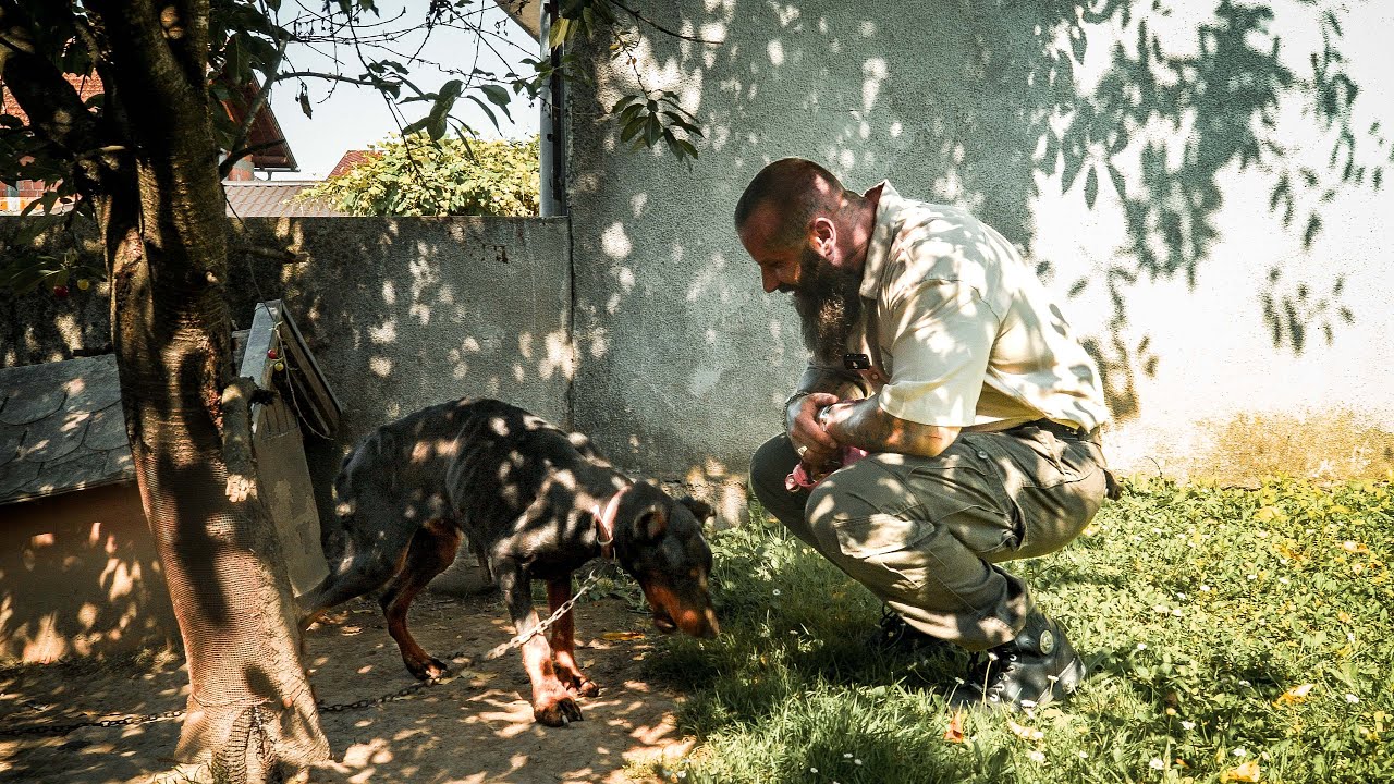 Ausgebeutete Dobermannhündin von der Kette gerettet!