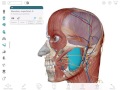 Ajout et retrait de structures anatomiques  visible body