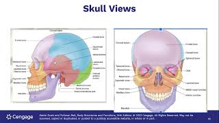 1 L2 Axial SkeletonEdited 1 24 Ch 7 Skeletal System 3