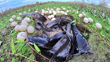 Amazing - skills fisherman catch a lot of fish and pick eggs in a pool in rice field by best hand