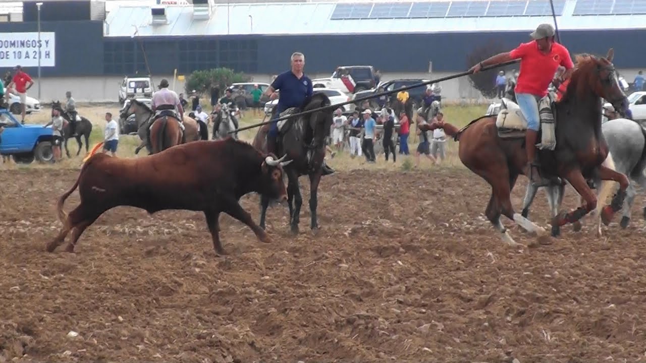 ( El Casar ) Encierro Campero con tres Toros   09 - 09 - 2023. Guadalajara