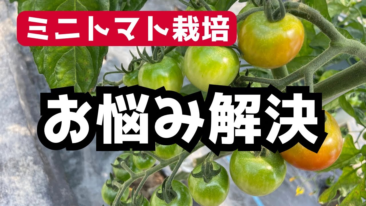 Problems with growing cherry tomatoes] We answer 8 questions you