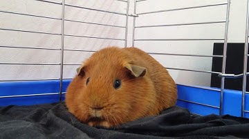 Chubby guinea pig - chuột lang bụ bẫm