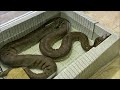 大蛇のお食事タイム(オオアナコンダ)