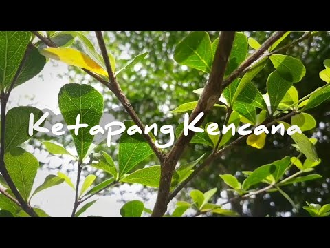 Video: Willow Berbentuk Batang (22 Foto): Deskripsi Willow Keranjang, Daun Pohon. Bagaimana Cara Menanam Verbolosis Dan Cara Merawatnya?