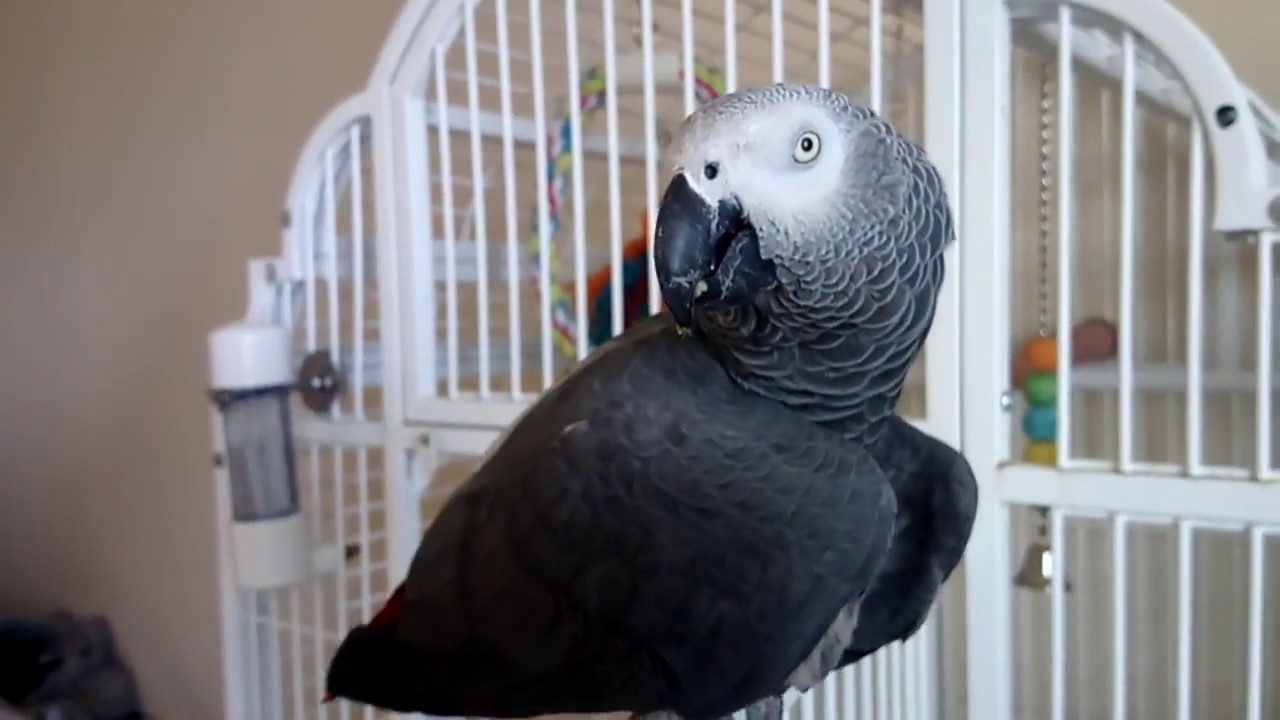 Hormonal African Grey (beware there is regurgitation) YouTube