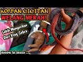 KORBAN GIGITAN ULAR WELANG MERAH! ULAR YANG LEBIH MENGERIKAN DARI KING COBRA (BUNGARUS FLAVICEPS)