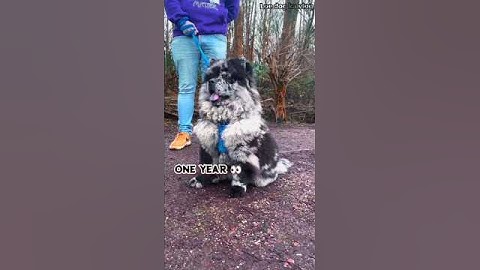 30 Days to One Year Chow Chow transformation #transformation #feed #dog #Chow Chow #cute #shots