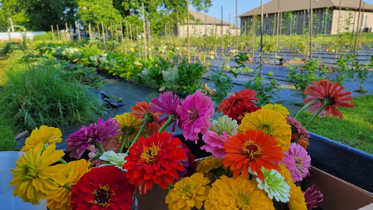 Saturday Garden Walk Through July 5, 2025