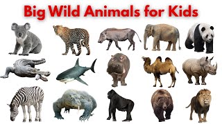 Big Wild Animals Names | Fun Facts and Learning | Educational Video for Kids