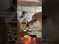 Игровой мем по Warhammer 40k #Shorts #Вархаммер #Мемы #ИгровыеМемы