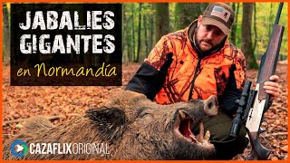 ✅ El JABALÍ GIGANTE de Normandía: Cazando con el BROWNING BAR 4X en 2023🐗