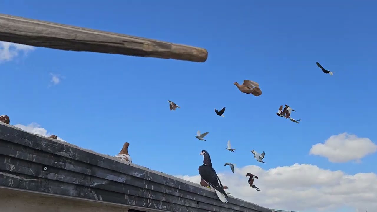 بحاول اطير الحمام اللي مابطير 🤔 مش عارف مالها 