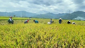 Mùa gặt trên cánh đồng Mường Tấc