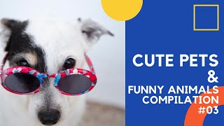 Cute pets & Funny animals compilation #03 by Animal Lovers 3 views 3 years ago 3 minutes, 23 seconds