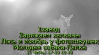 1 заезд Заряжаем капканы Лось и изюбрь у фотоловушек Молодая собака Лапка (1 часть) 17 19 10 18 1 заезд Заряжаем капканы Лось и изюбрь у фотоловушек Молодая собака Лапка (1 часть) 17 19 10 18