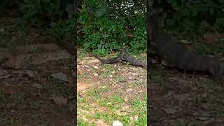 Let&#39;s fight - Fighting Monitor Lizards #youtube #shortvideo #viral