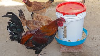 COMEDERO PARA GALLINAS 🐓 - chicken feeder