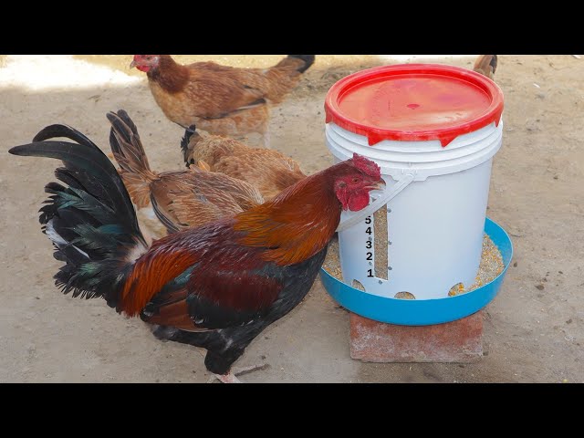 cocinar diario Poder COMEDERO PARA GALLINAS 🐓 - chicken feeder - YouTube