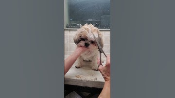 Trimming a dogs face with scissors demonstration, dog grooming without restraints, Shih Tzu