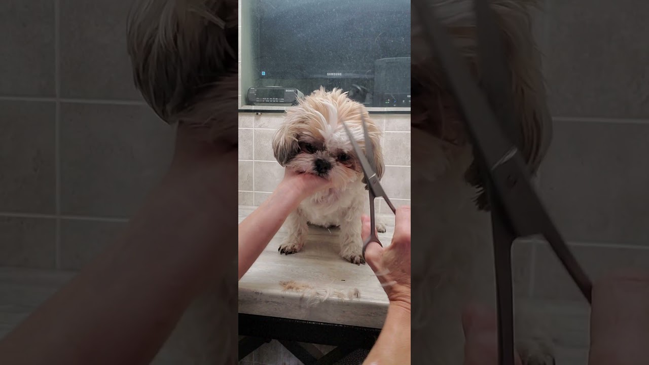 Trimming a dogs face with scissors demonstration, dog grooming without restraints, Shih Tzu