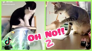 Oh No, Oh No, Oh No No No No Song Cat Meme PART 2 of 4 - CATS TIKTOK COMPILATION -  l Oh Hooman by Oh Hooman 112,493 views 3 years ago 3 minutes, 44 seconds