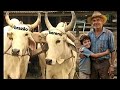 A TRAGÉDIA DO FILHO DO CARREIRO (causo)