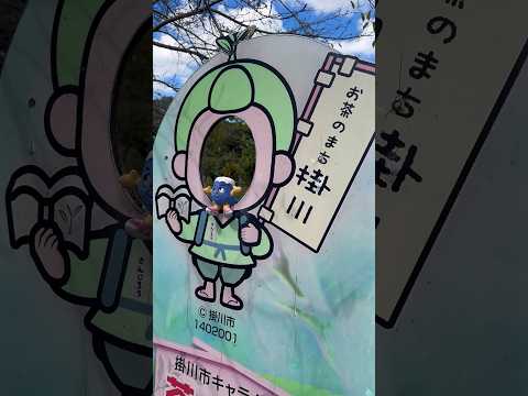 【静岡県ふじっぴー】掛川市／イベントで盛り上がっているので行ってきた！ #掛川城 #掛川 #観光 #30周年 #ふじっぴー #お茶 #粟ヶ岳 #ステンドグラス