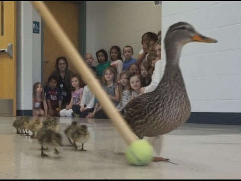 Escola pára, todos os anos, para deixar passar uma família de patos