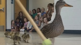 Prairie Mountain Duck  Walk