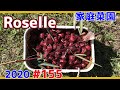 【家庭菜園2020】ローゼル/Roselle収穫開始【#155】