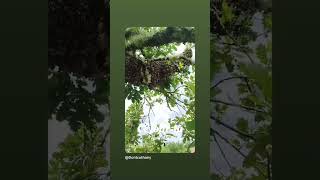 #perigord #nature #abeille #bee