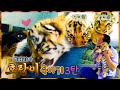 🐯시베리아 한국 호랑이 육아기🍼 3탄 [KBS대/세/남 With Animals] / KBS 방송