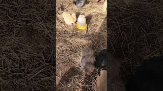 Theyre Practically Geniuses