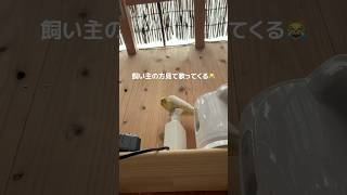 雛がさし餌を食べている時の、オカメインコの視線が熱すぎる、、、#オカメインコ #インコのいる暮らし #インコのいる生活 #インコ #インコの日常 #ペット動画