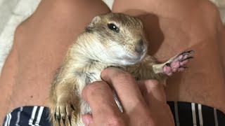 Poppy & Pax the Prairie Dogs late night snacking