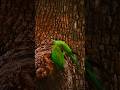 Parrot lovers #trending #shortvideos #viralshorts #parrot #shorts #shortsfeed