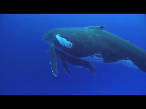 Ocean Voyager Whale Documentary The Biggest Sea Creatures ★ Ocean Documentary HD