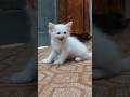 Kitten Calling For Mom 😺 #catsounds #meow #kucing #kucinglucu