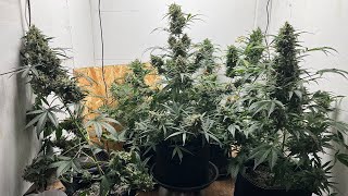 Cannabis Chronicles #55 #SRINGTIME HAS SPRUNG#AUTOFLOWERS