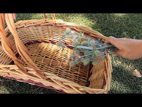 Vidéo: Sea Holly Flowers - Informations sur la culture des plantes Eryngium