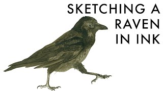 Sketching a Raven in ink